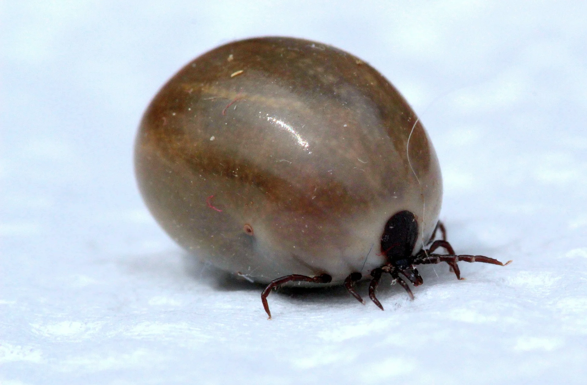 American Dog Tick: Bites And Diseases