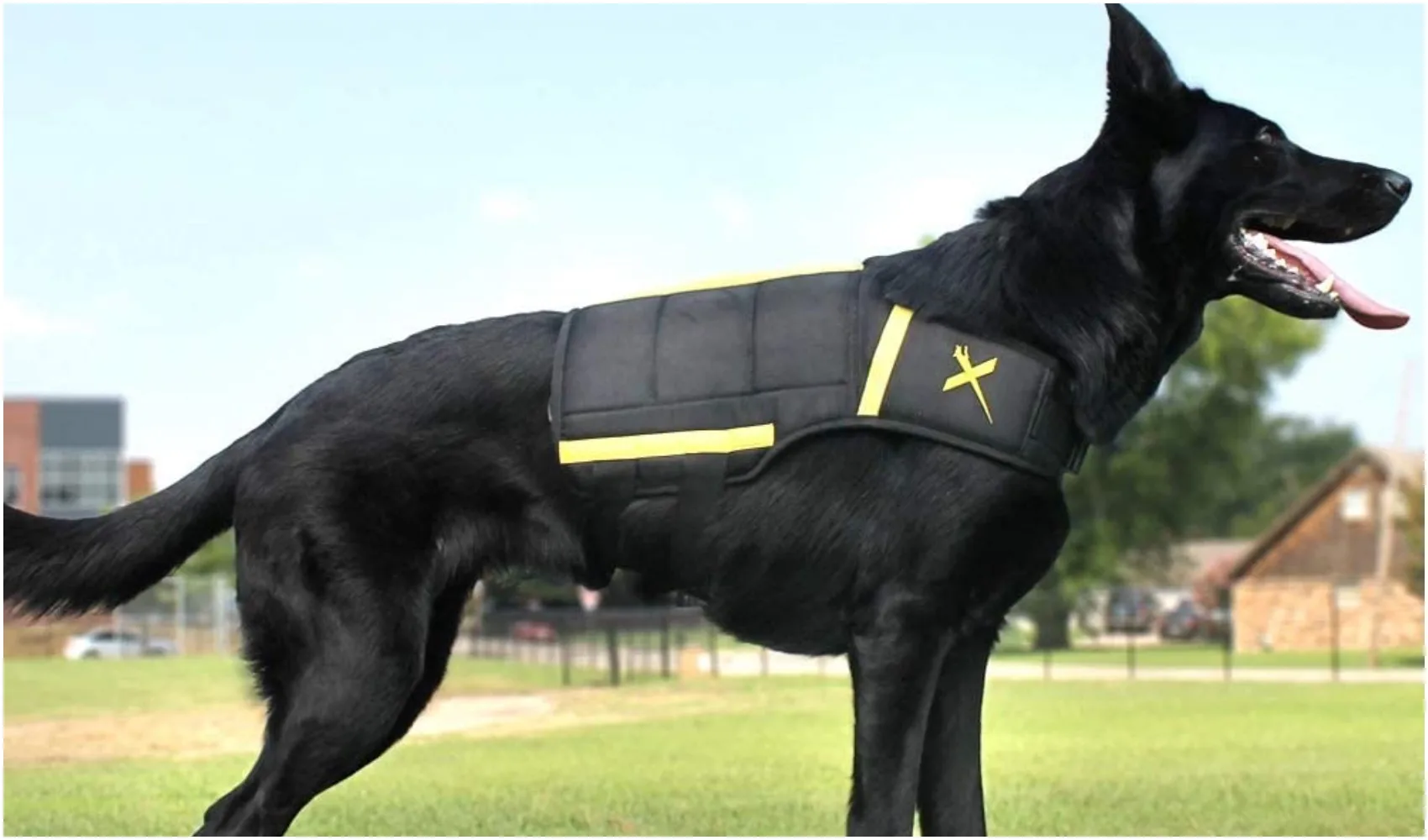 Dog Weight Vest: Which To Buy