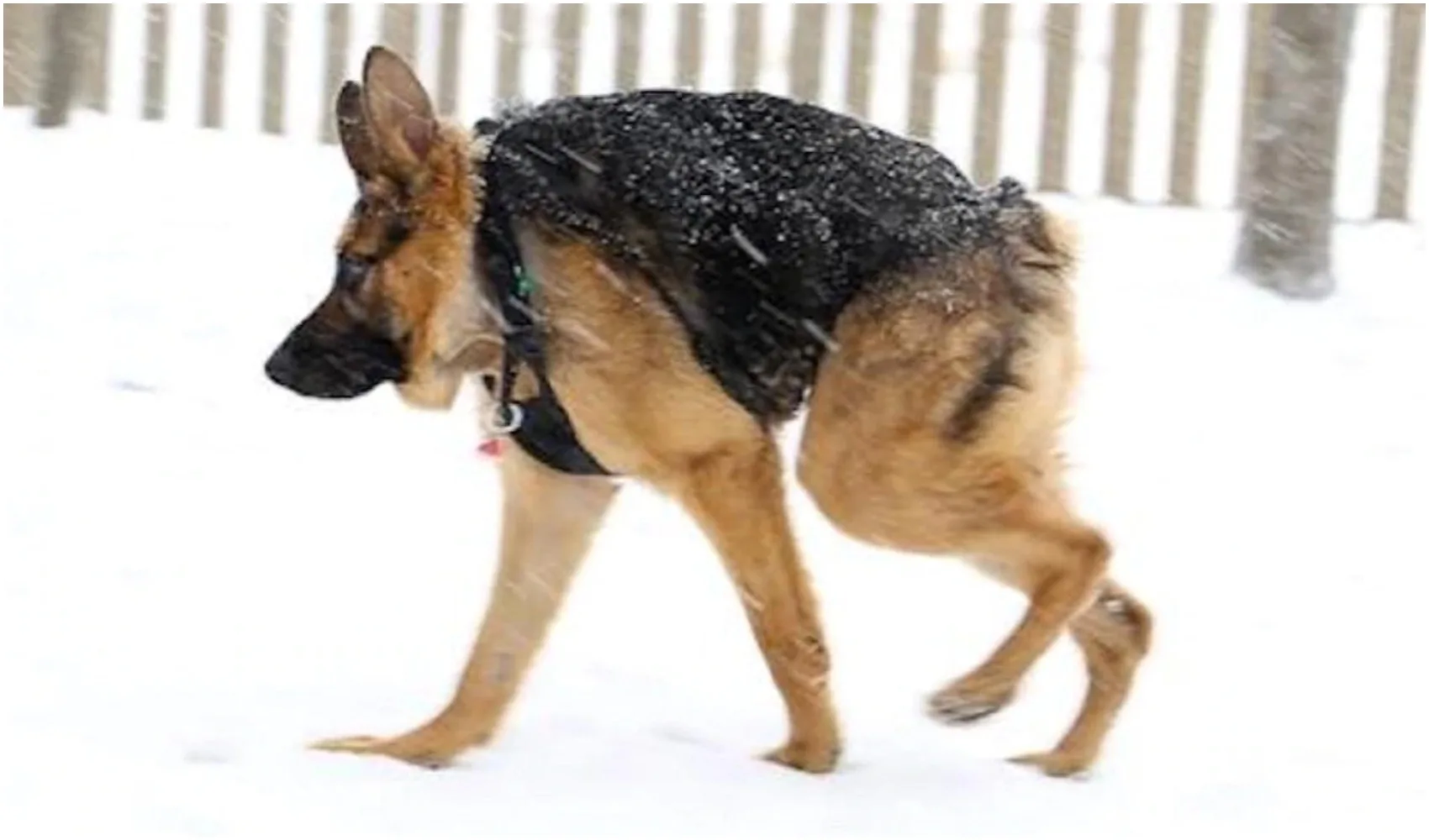 Dogs With Short Spine Syndrome Is a rare health condition that is shortening the back of dogs
