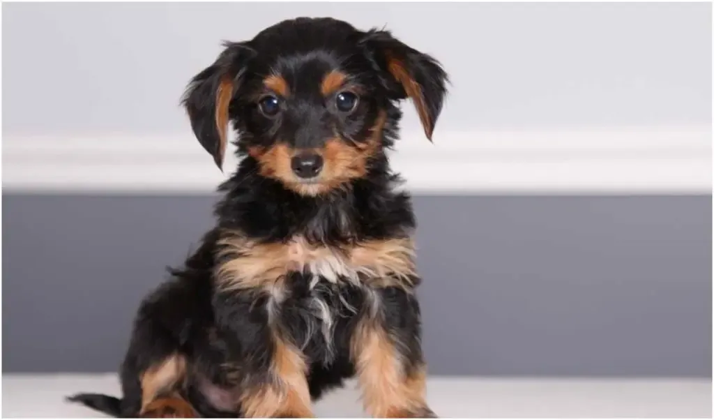 When you buy a Dorkie, you can't know exactly what it will look like, as it can inherit certain genes from both parents.