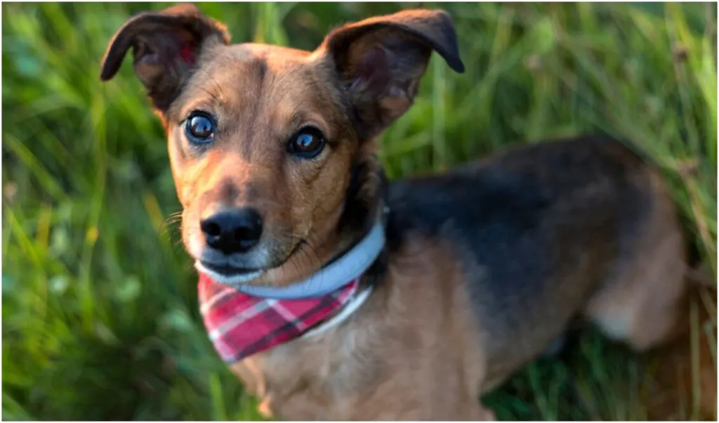 Small dogs with a big attitude — that’s how you could describe most Dox Terrier mixes. 