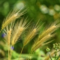 Why foxtail grass is so dangerous to a dog