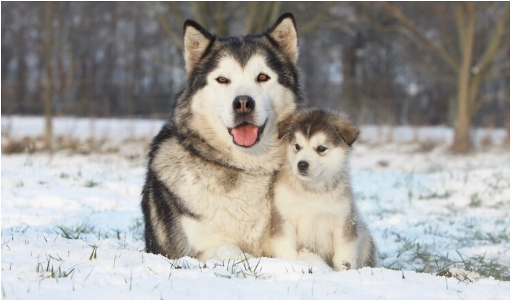 Giant Alaskan Malamute: What To Know