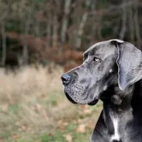 A loving dog parent wonders what the Great Dane lifespan is