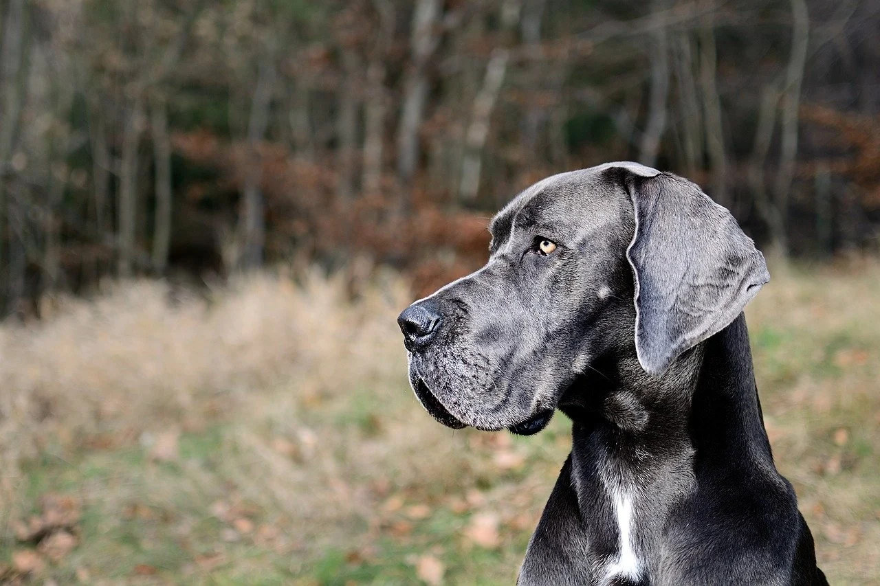 A loving dog parent wonders what the Great Dane lifespan is