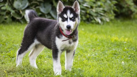 how much does a husky cost