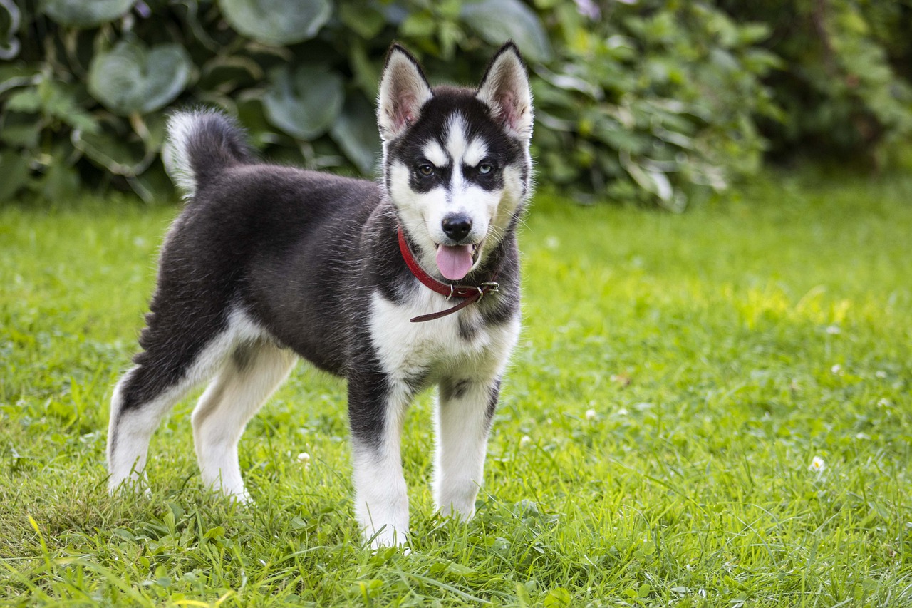 How much does a Husky cost?