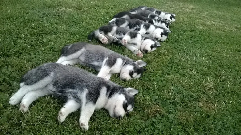 how much does a husky cost