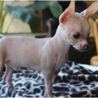 What is an hairless Chihuahua and do they even exist