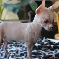 What is an hairless Chihuahua and do they even exist