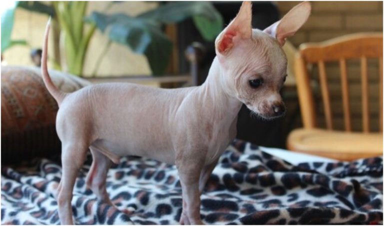 Hairless Chihuahua: Do They Exist? - The Goldens Club