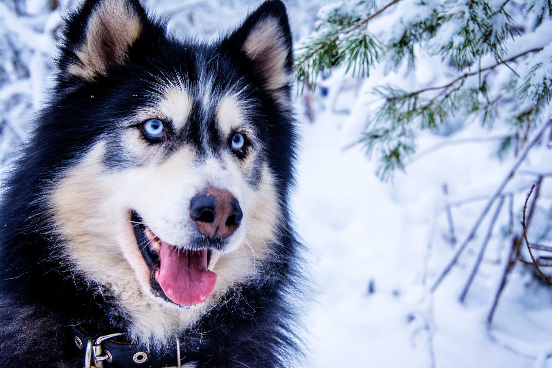 Husky Blue Eyes: Why They’re Blue