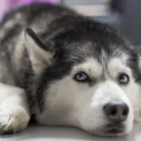 Why a shaved Husky goes against all rules of nature