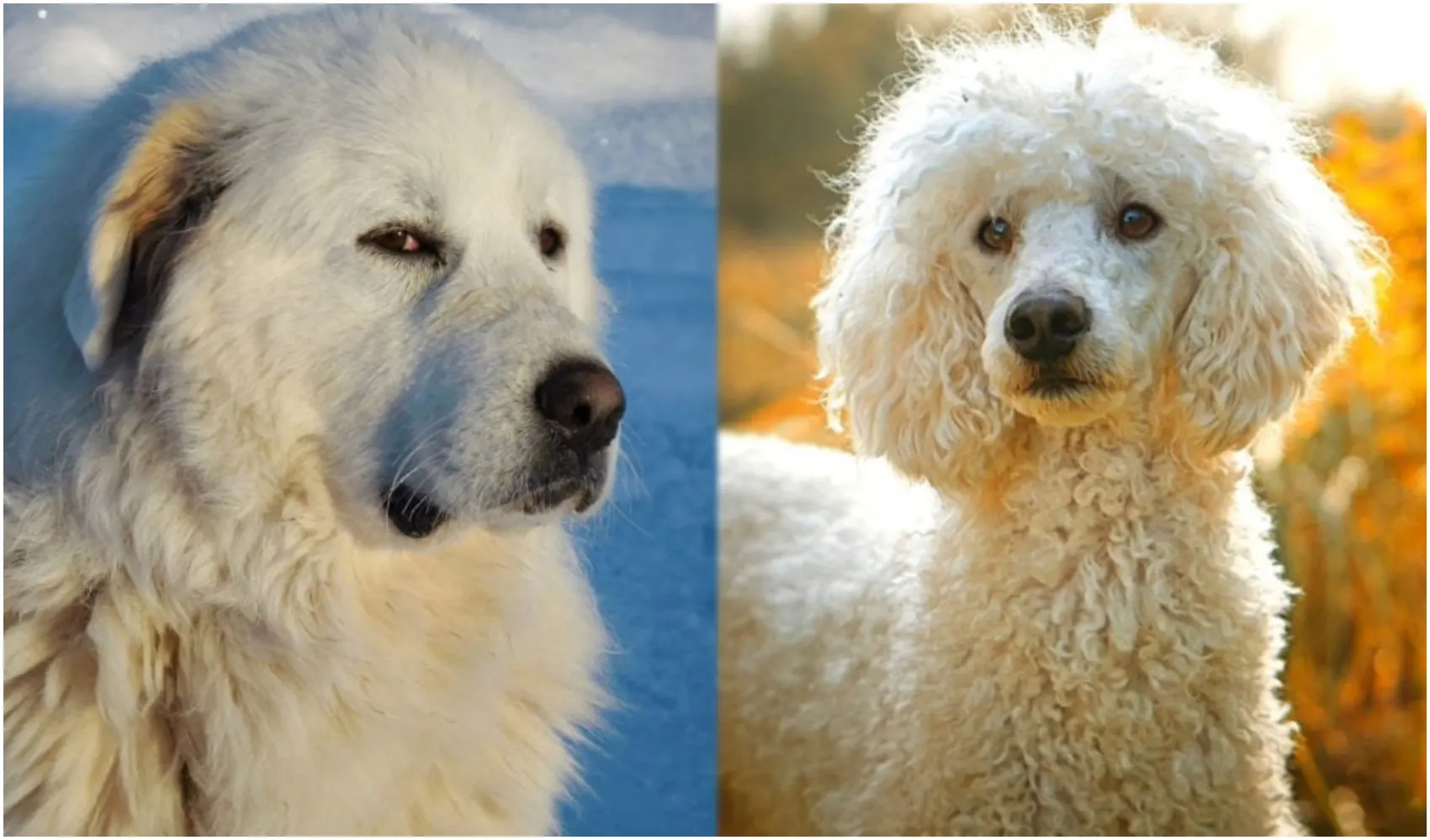 The Pyredoodle is a cross between the Poodle and the Pyrenees dog