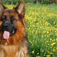 The red German Shepherd is also often called the black and red GSD