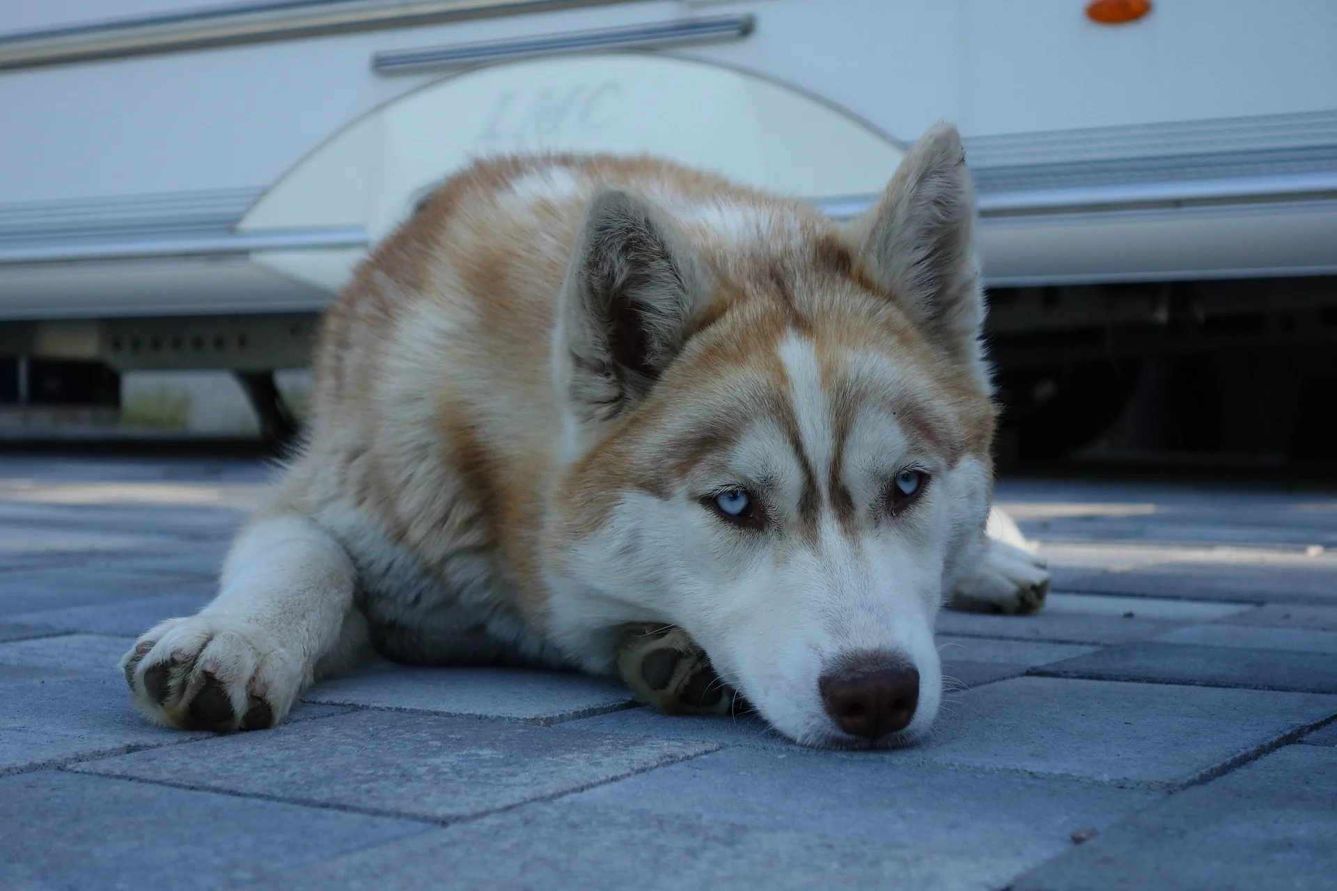 are piebald huskies showable