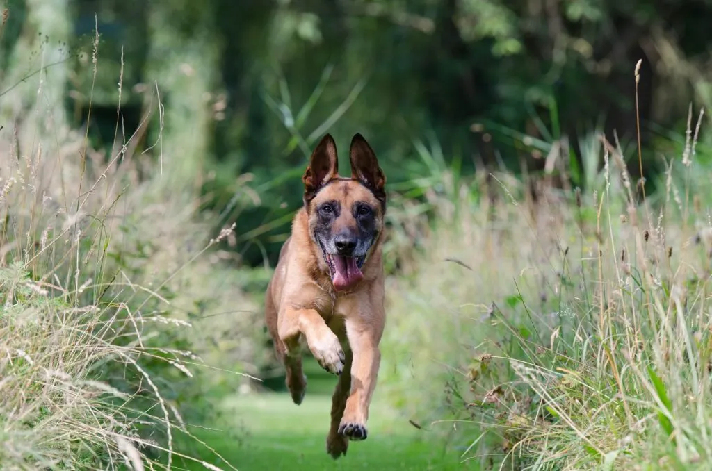 At first glance, you could be forgiven if you confuse a Belgian Malinois VS German shepherd dog.