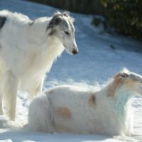 What are the most popular Russian Dog breeds