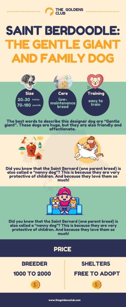 Saint Berdoodle The gentle giant and family dog Infographic