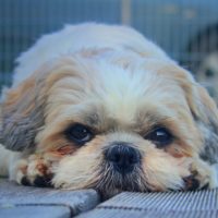 A concerned dog owner wondering about his shih tzu life span