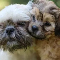 Shih Tzu hypoallergenic is this claim true or not