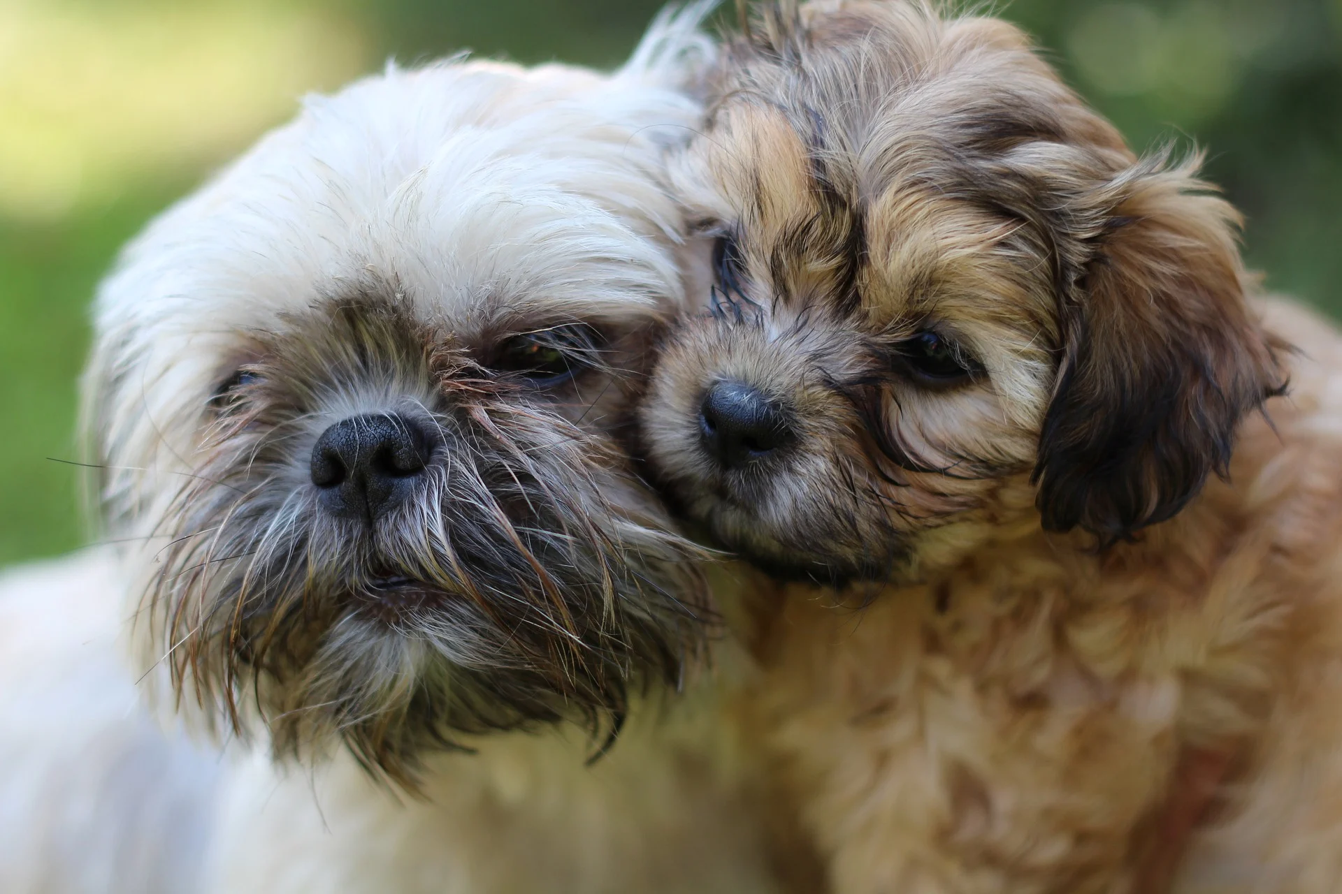 Shih Tzu Hypoallergenic: True Or False?