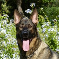 The Short Haired German Shepherd is the classic GSD that we know and love