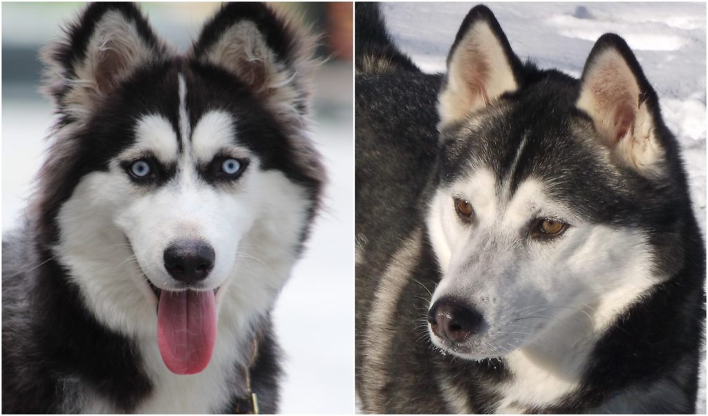 Alaskan Husky VS Siberian Husky