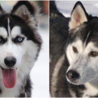 Alaskan Husky VS Siberian Husky what are the differences and what are the similarities