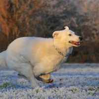 A white swiss shepherd dog running in the first snow