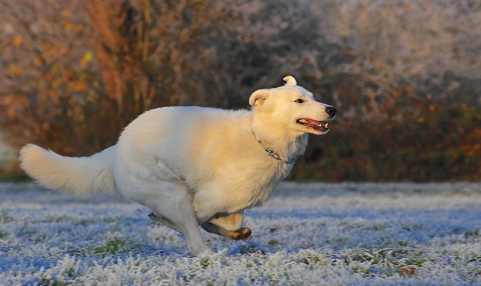 White Swiss Shepherd Dog: Berger Blanc Suisse