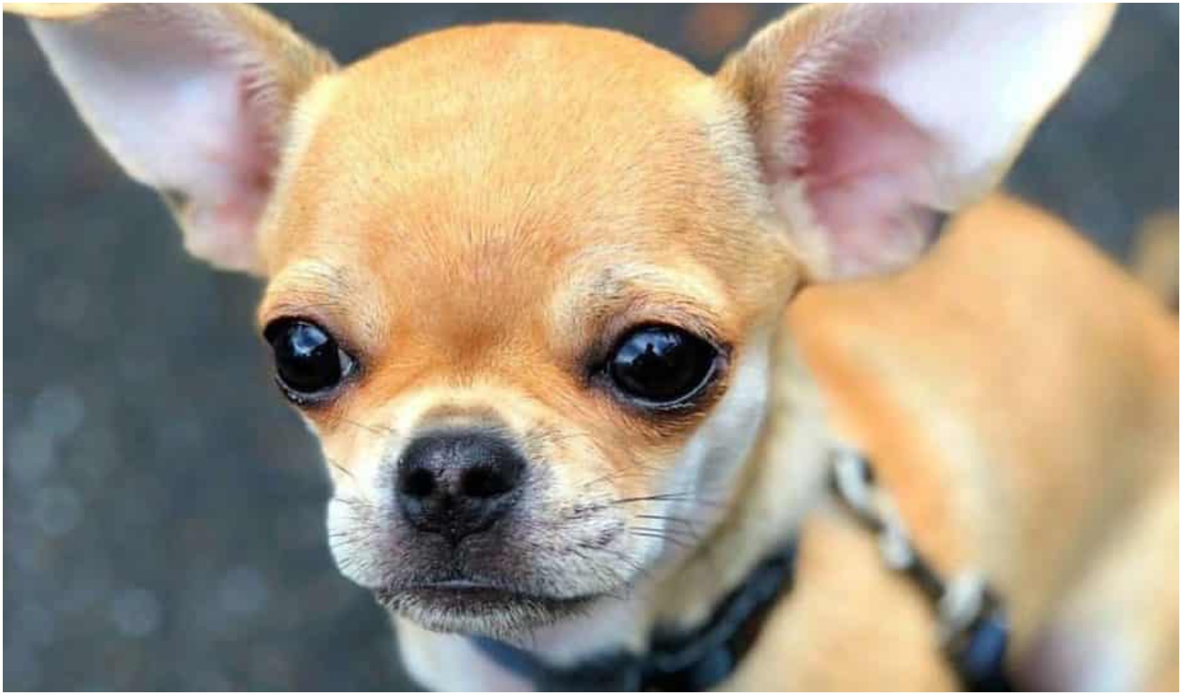 The Chihuahua Pug Mix dog breed is a cross of two popular dog breeds