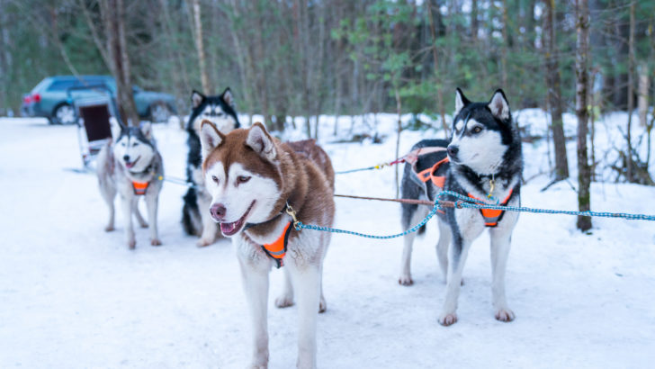 All of the different types of Huskies at one place