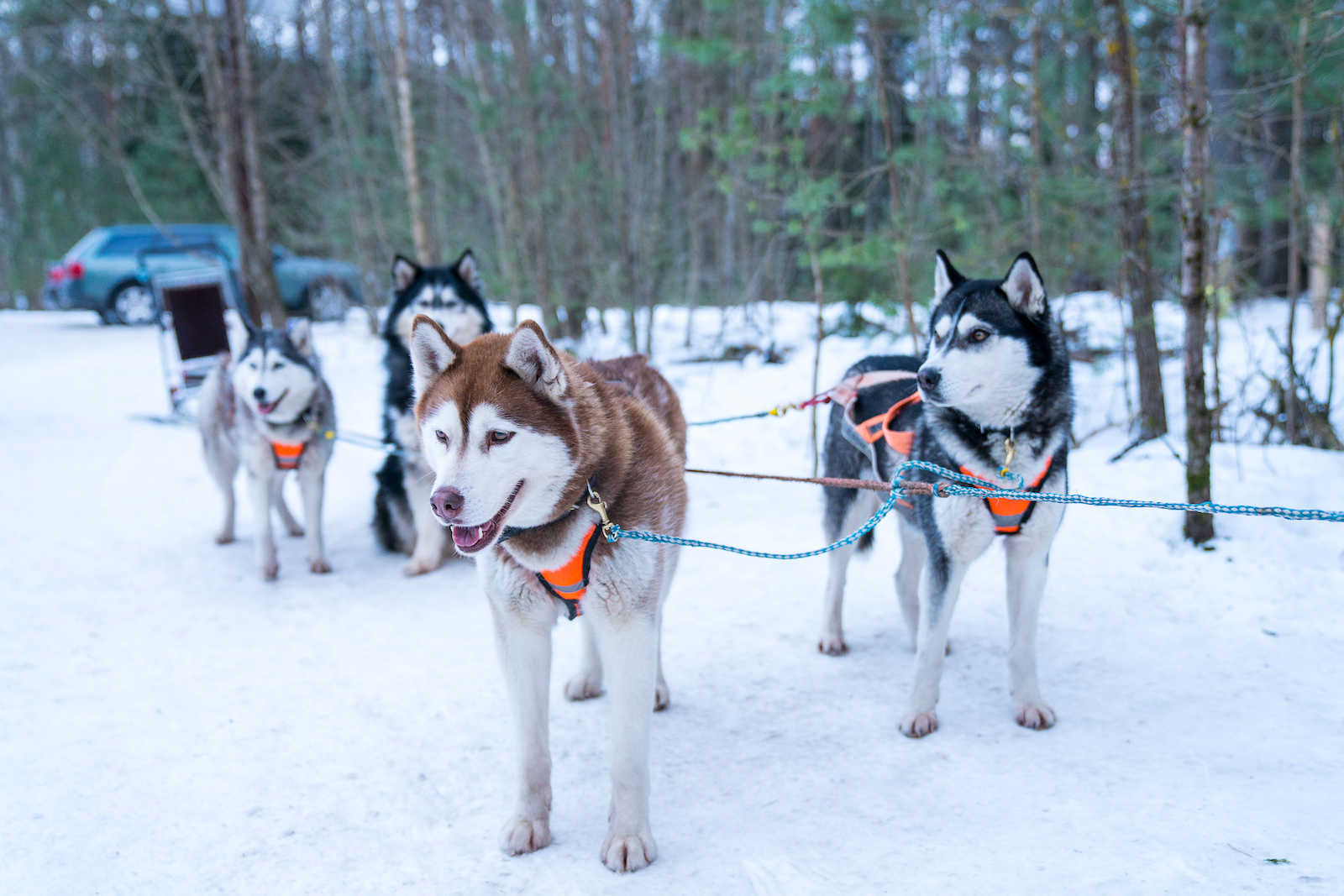 Types of Huskies: All at one place