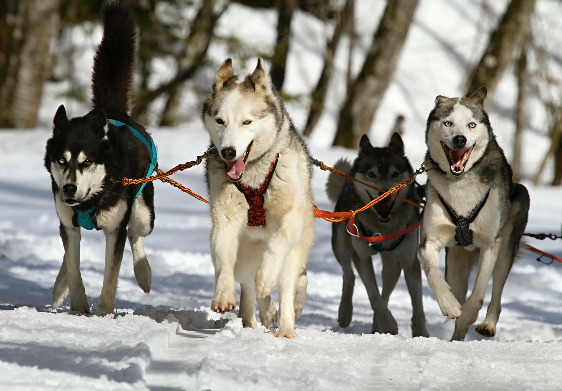 All of the different types of Huskies at one place