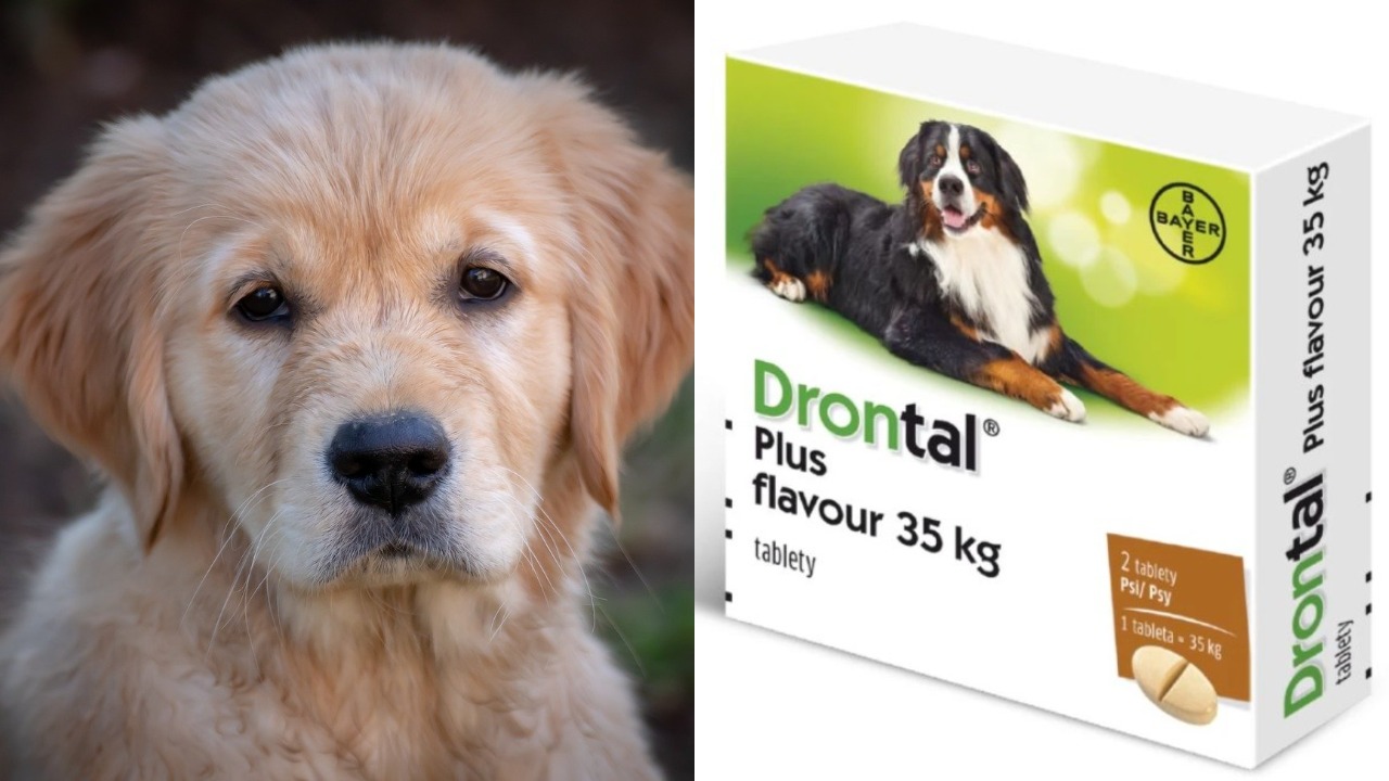 Drontal Plus for dogs: What is it actually for?