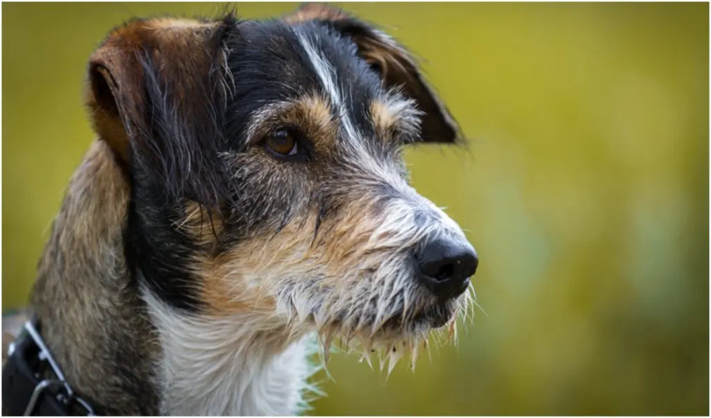 The Dachshund Terrier mix is a crossbreed — that means that you never know what you will get! 