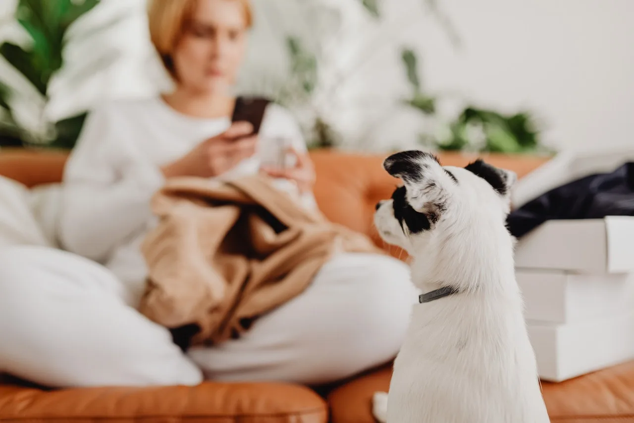 a dog waiting for a command or petting