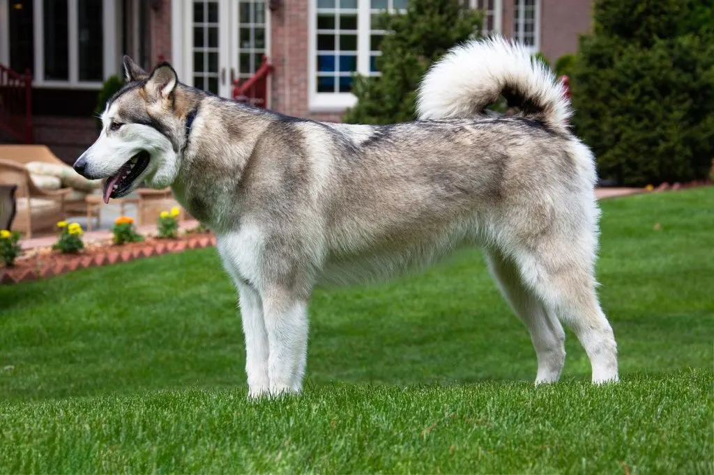 dogs with curly tails