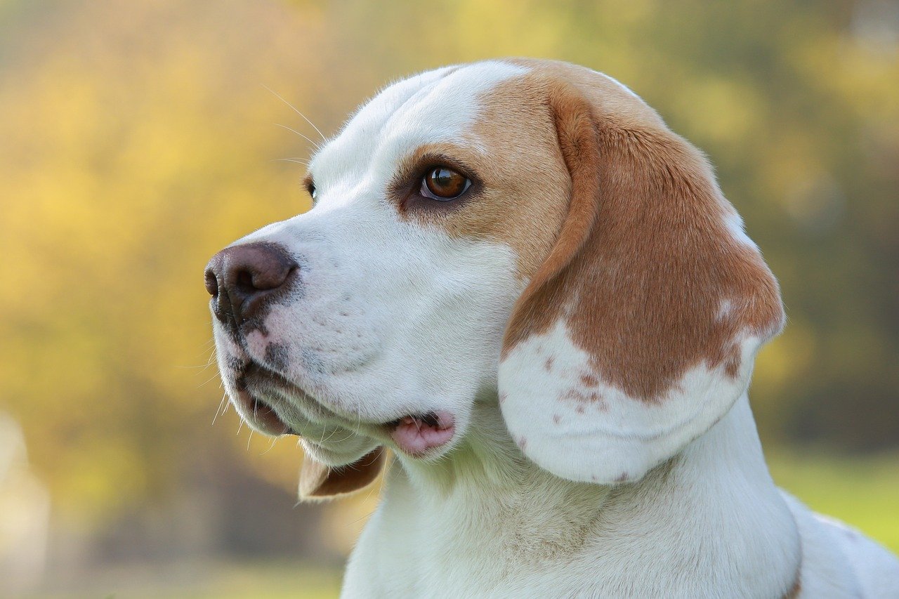 image of beagle - beagle lifespan