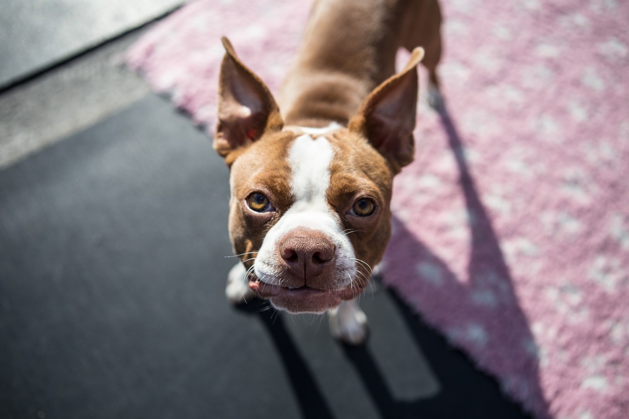 Red Boston Terrier: The different American Gentleman