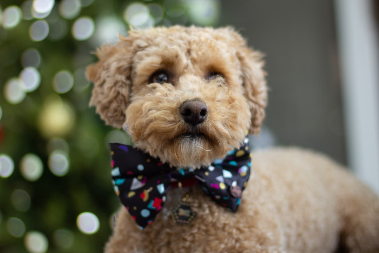 Bow tie dog collar: Perfect for the festive season!