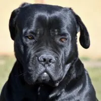 cane corso price