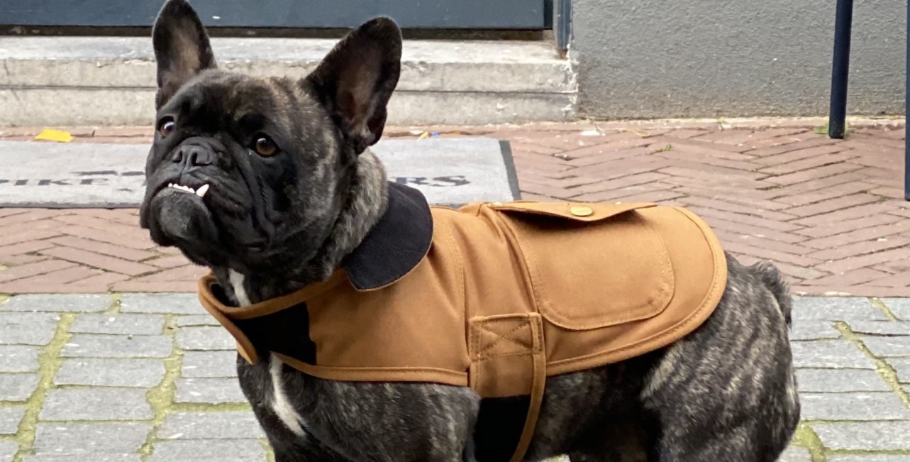 Carhartt dog jacket: Are they really that good?