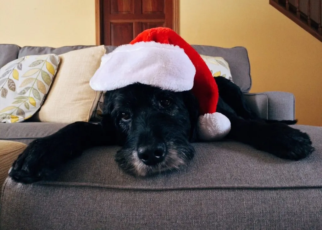 Dog Christmas hat