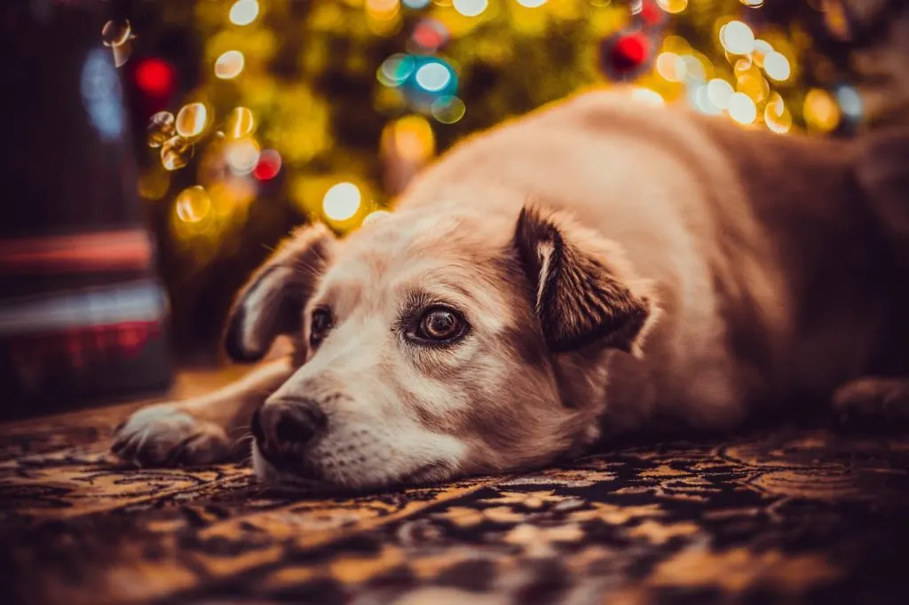 Christmas tree fence for dogs