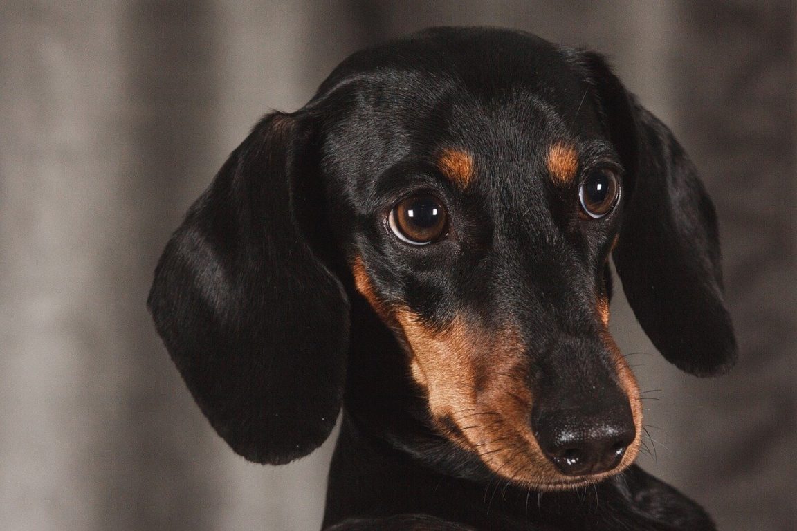 How long do Dachshunds live?