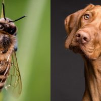 dogs that ate bees