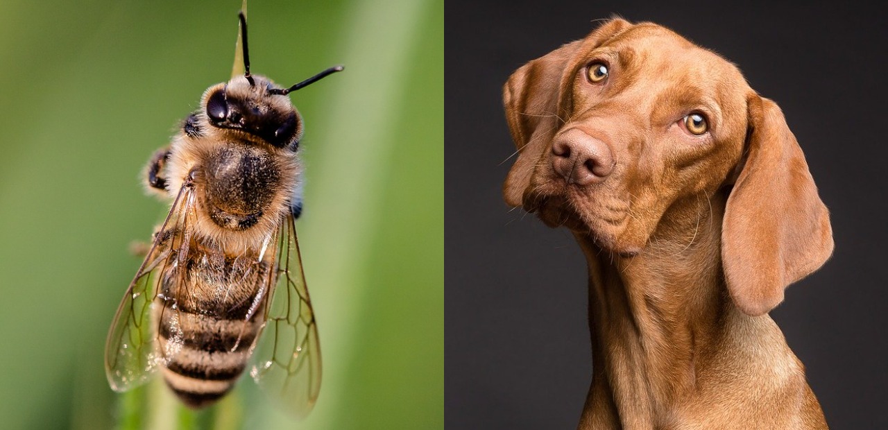 Dogs that ate bees: What to do if it happens to you?