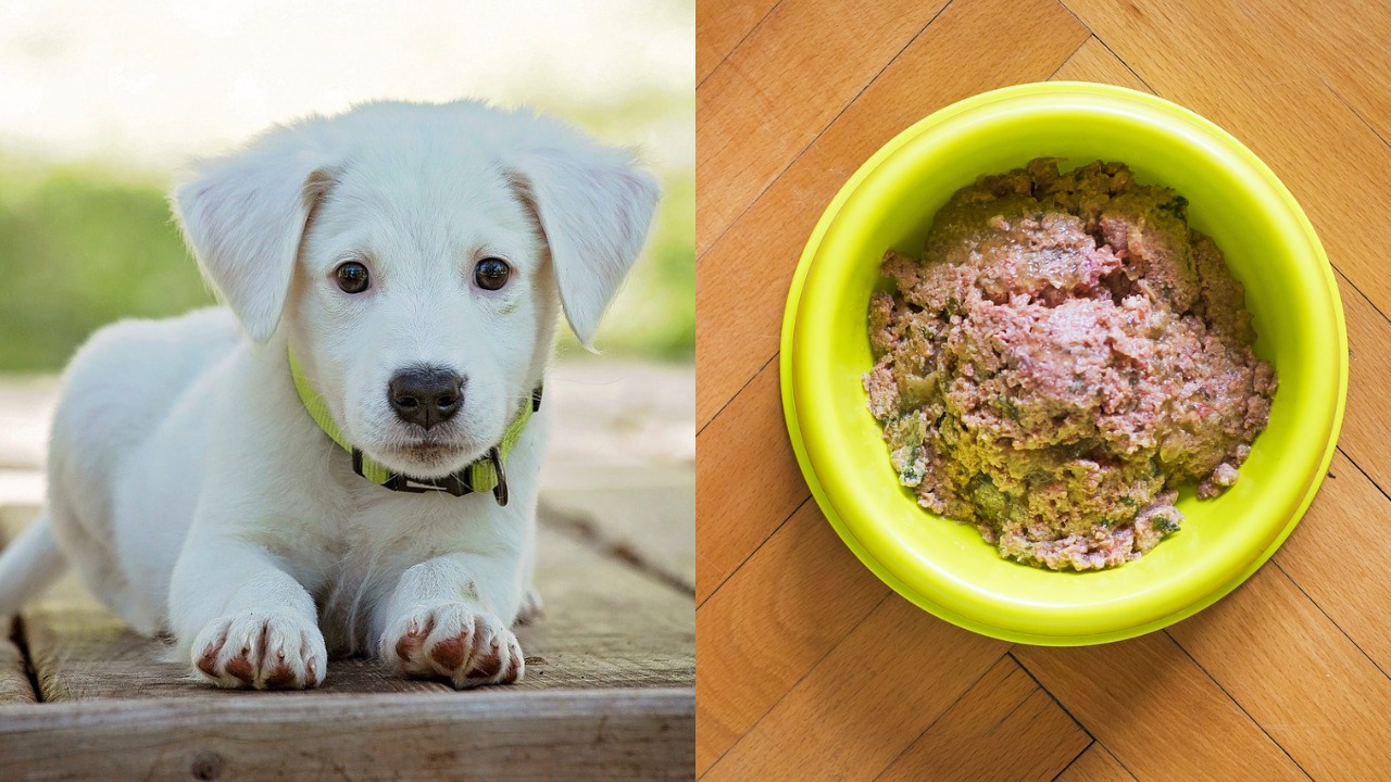 Pedigree canned dog food: What makes it bad?